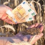 Pieniądze i zboże w rękach na polu pszenicy Handel zbożem