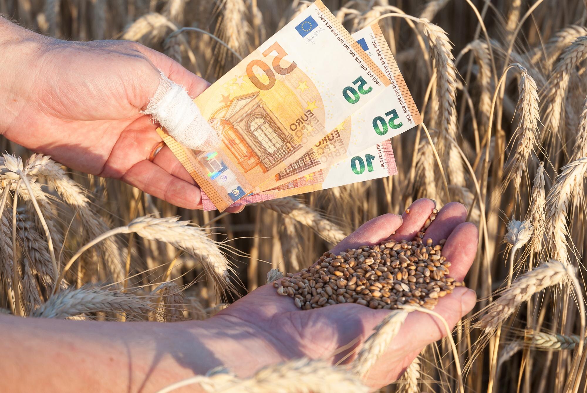 Pieniądze i zboże w rękach na polu pszenicy Handel zbożem